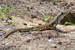 Leiolepis belliana