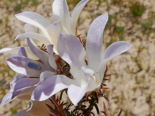 Roella arenaria