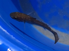 Umbrina cirrosa