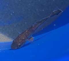 Umbrina cirrosa