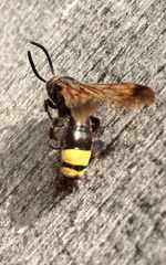 Scolia erythrocephala