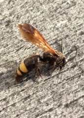 Scolia erythrocephala