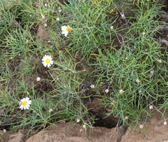 Argyranthemum gracile, photograph author not stated, no rights reserved