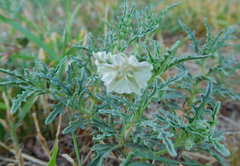 Chamaesaracha coronopus