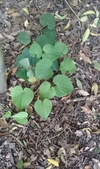 Dioscorea galeottiana