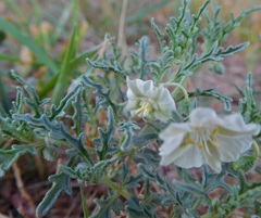Chamaesaracha coronopus