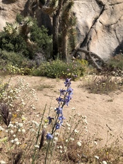 Delphinium parishii