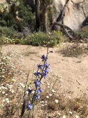 Delphinium parishii
