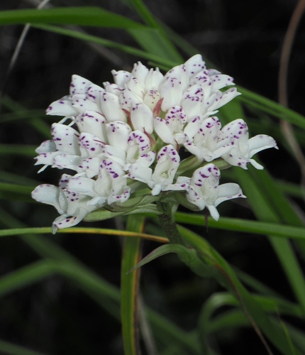 Image of Disa cephalotes by (c) desertnaturalist, some rights reserved (CC BY)