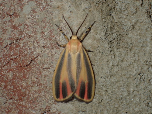 Painted Lichen Moth photo 6