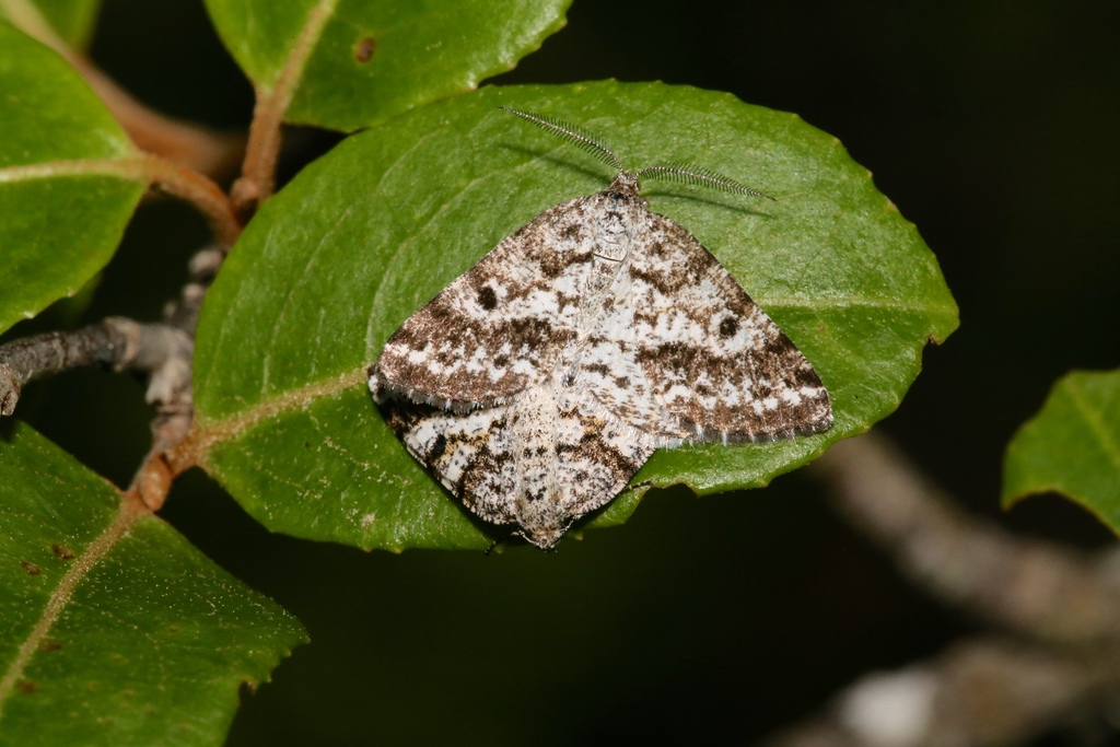 Sharp-lined Powder Moth