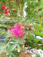 Fabaceae