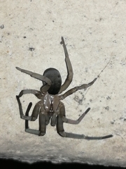 Filistata insidiatrix