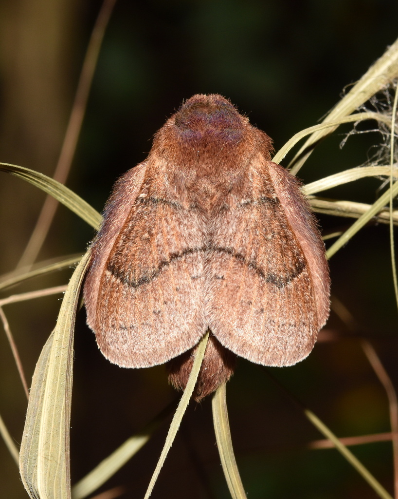 Philotherma brunnea