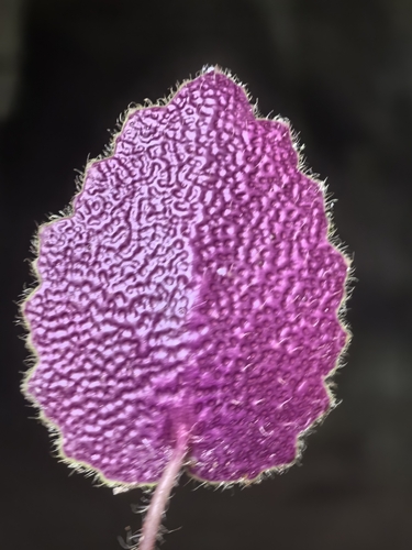 Saxifraga mengtzeana