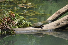 Trachemys scripta troostii