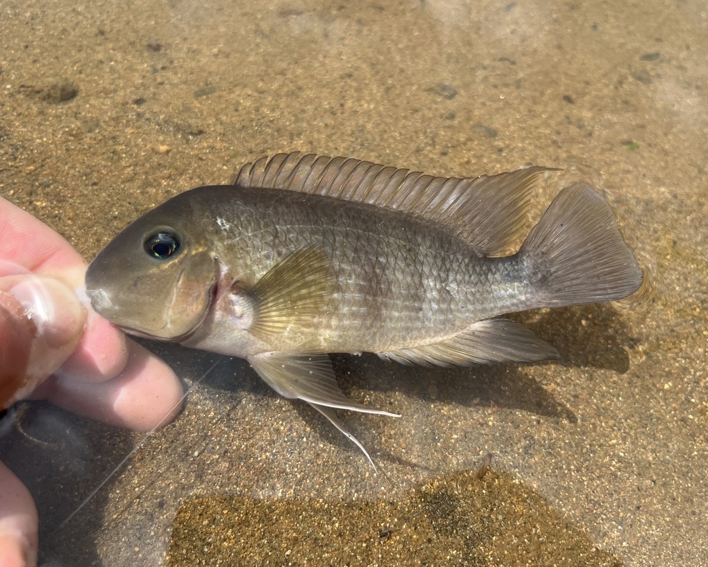 Poor man's tropheus (Hypsophrys nematopus) — Cichlidae
