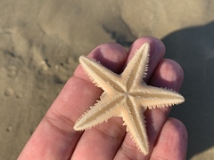 Astropecten jonstoni