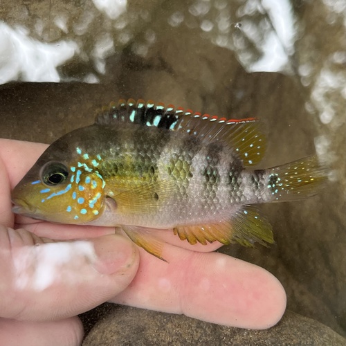 Pastel cichlid (Cribroheros alfari) — Cichlidae