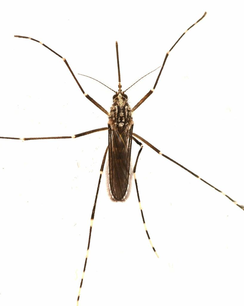 Western Treehole Mosquito