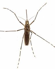 Western Treehole Mosquito