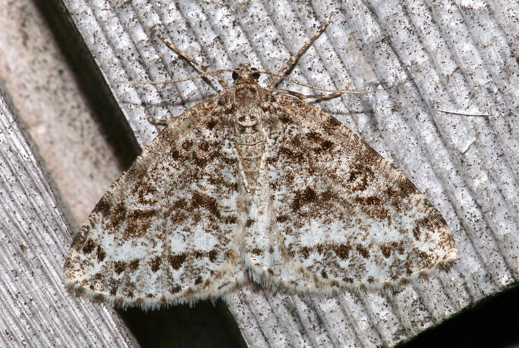 Orthofidonia exornata