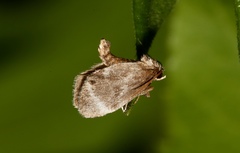 Packardia elegans
