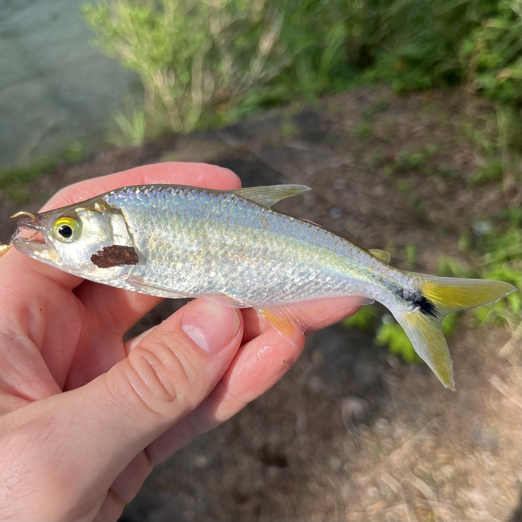 Bramocharax bransfordii — Characidae