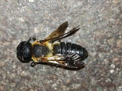 Megachile sculpturalis