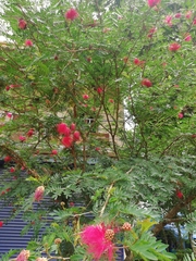 Fabaceae