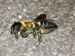 Megachile sculpturalis
