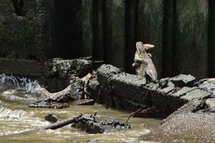 Varanus salvator macromaculatus