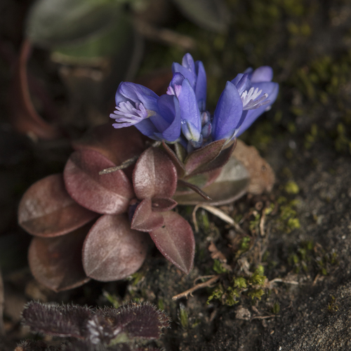 Polygala calcarea F.W.Schultz
