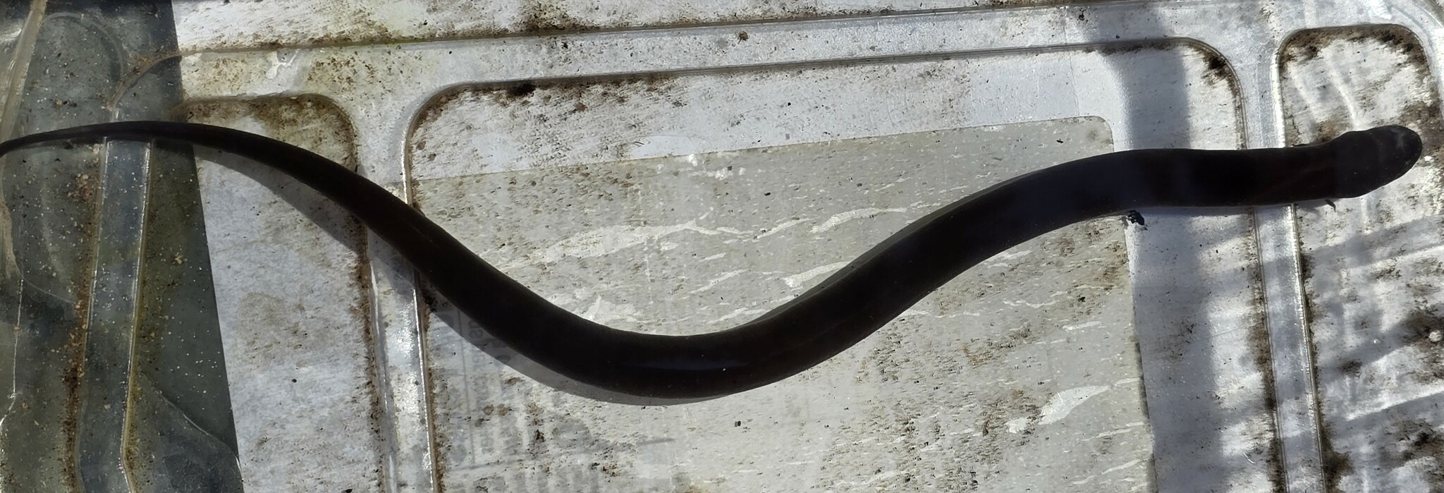 Amphiuma means Garden, 1821