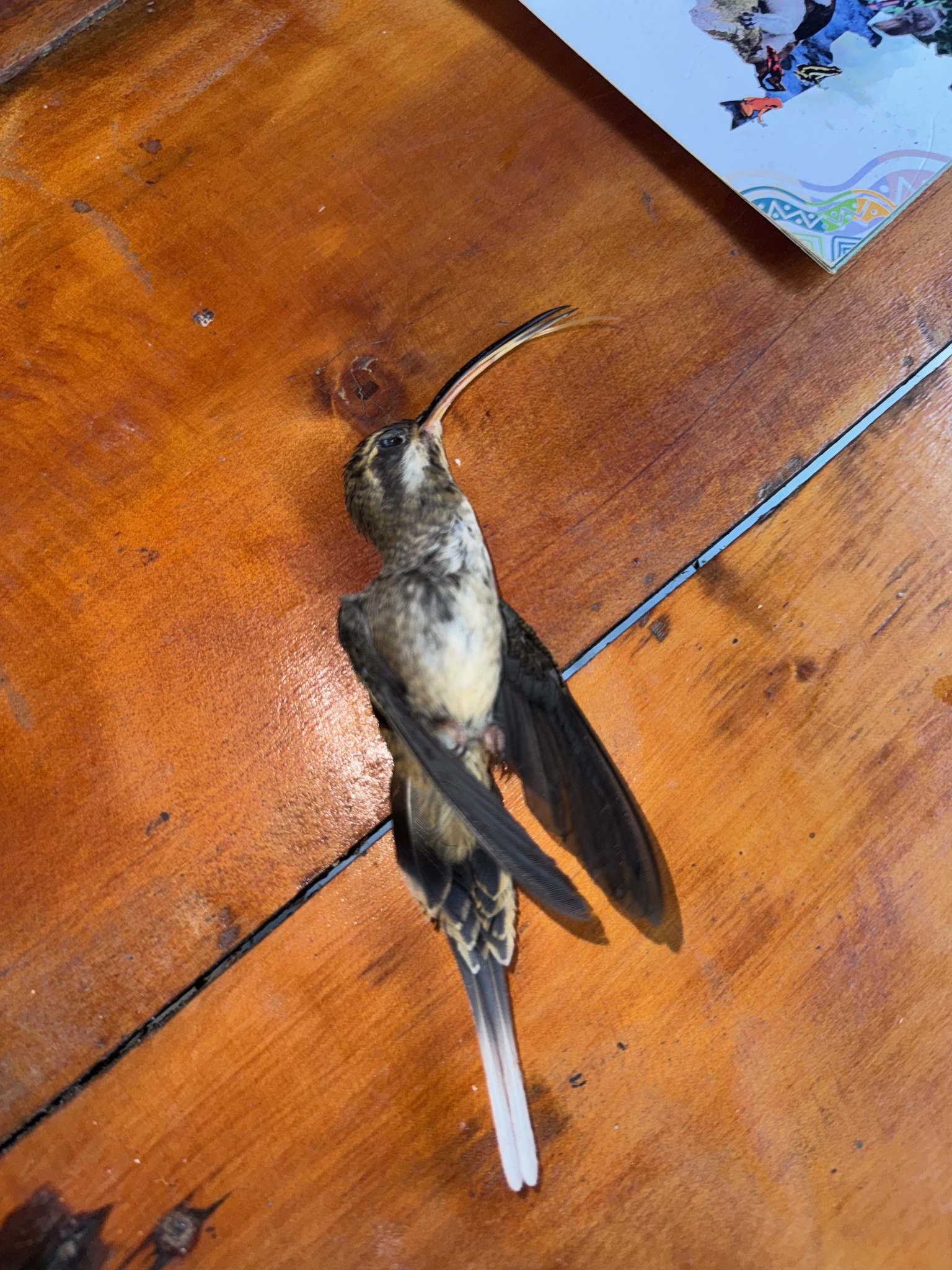 Pale-bellied Hermit (Phaethornis anthophilus), photo 7