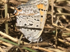 Tharsalea arota schellbachi