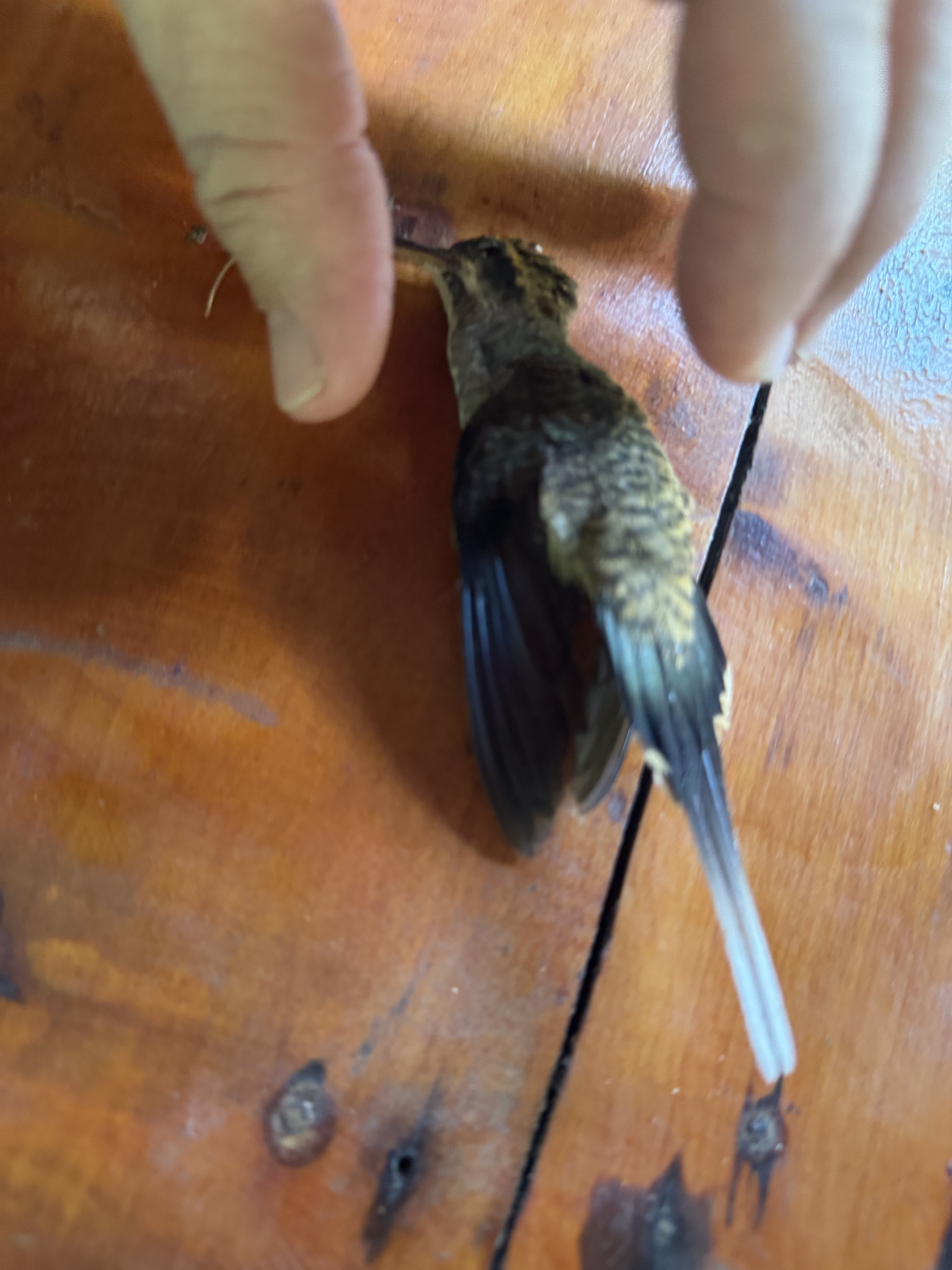 Pale-bellied Hermit (Phaethornis anthophilus), photo 8