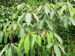 Magnoliopsida