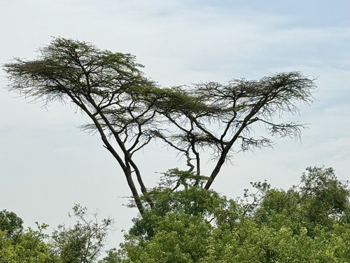 Flat top acacia