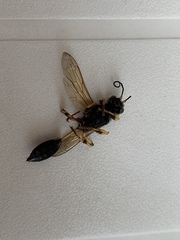 Sceliphron destillatorium