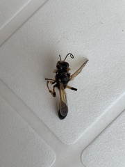 Sceliphron destillatorium