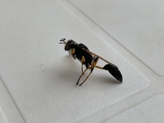 Sceliphron destillatorium