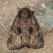 Turbulent Phosphila Moth - Photo (c) John P. Friel Ph.D., some rights reserved (CC BY), uploaded by John P. Friel Ph.D.