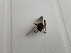 Sceliphron destillatorium