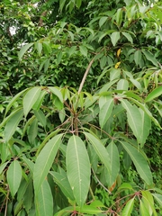 Magnoliopsida