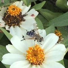 Polydontomyia curvipes