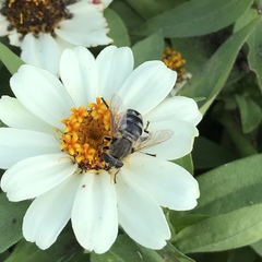 Polydontomyia curvipes