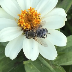 Polydontomyia curvipes