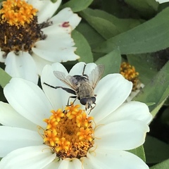 Polydontomyia curvipes