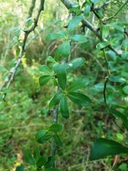 Pyracantha koidzumii